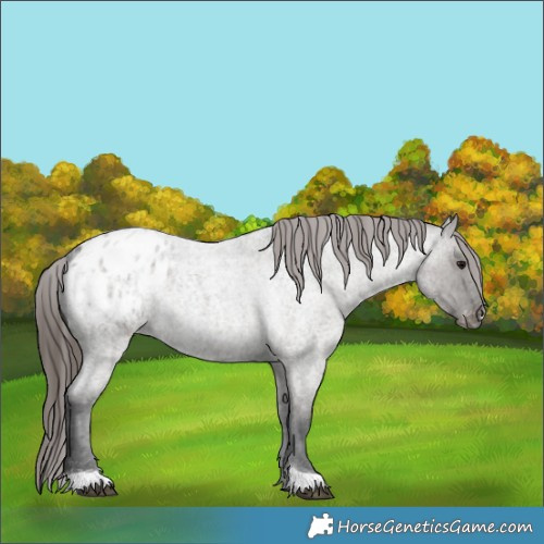 Horse Color:Grullo Roan Blanket 