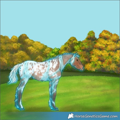 Horse Color:Thunderstruck Silver Bay Roan Appaloosa 