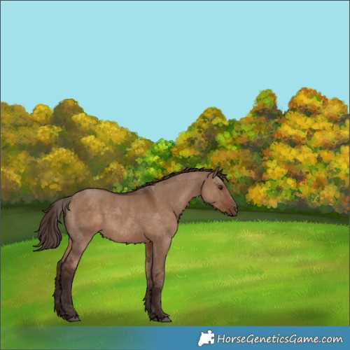 Horse Color:Liver Red Dun 