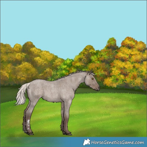 Horse Color:Silver Grullo Roan 