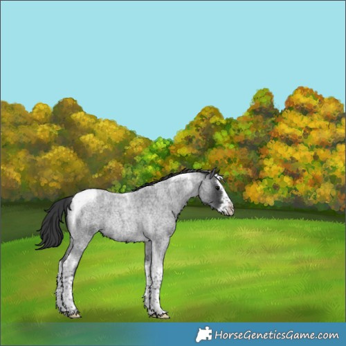 Horse Color:Blue Roan Splash Tobiano Rabicano 