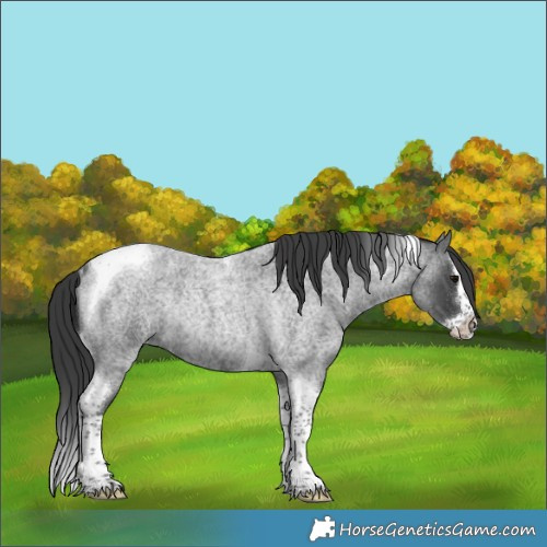 Horse Color:Blue Roan Splash Tobiano Rabicano 