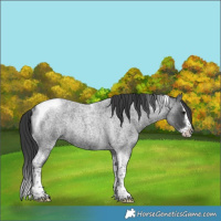 Horse Color:Blue Roan Splash Tobiano Rabicano 