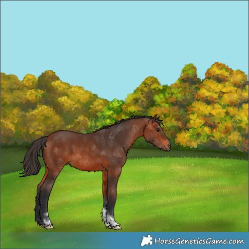 Horse Color:Bay Tobiano 