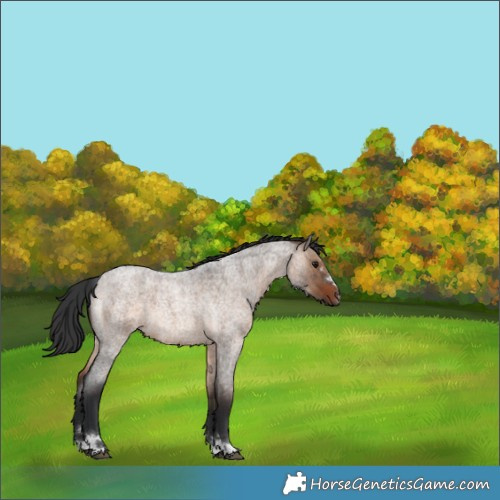 Horse Color:Brown Roan Dun 