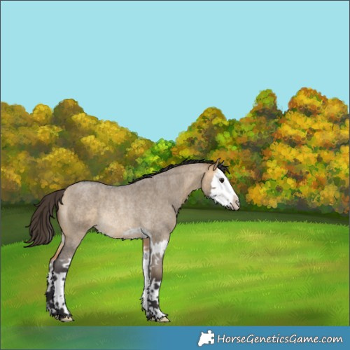 Horse Color:Buckskin Roan Dun Splash Rabicano 