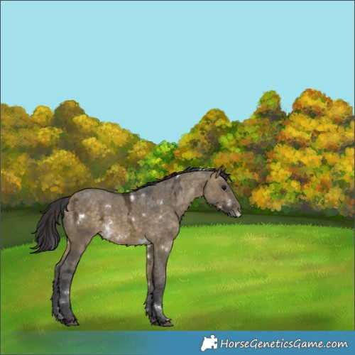 Horse Color:White Spotted Buckskin Ice Dun 