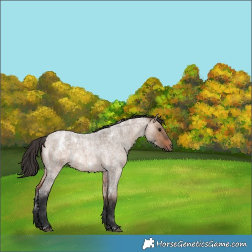 Horse Color:White Spotted Brown Roan Dun 