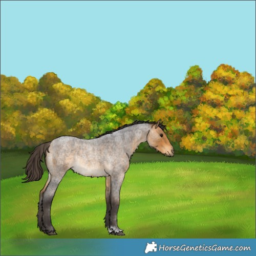 Horse Color:Buckskin Roan Rabicano 