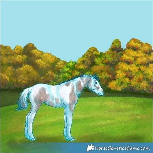 Horse Color:Thunderstruck Brown Roan Splash Tobiano Rabicano 