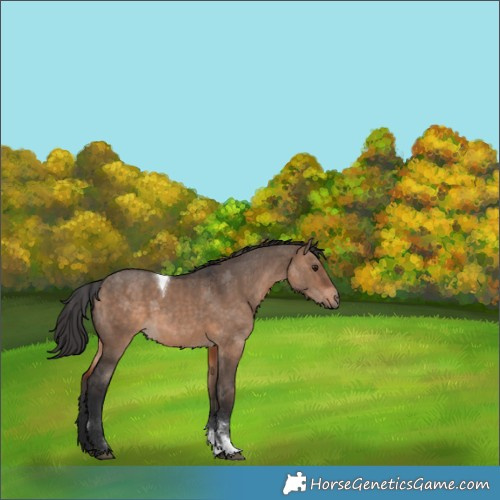 Horse Color:Brown Dun Tobiano Rabicano 