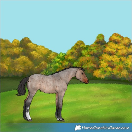 Horse Color:Brown Roan Dun Tobiano Rabicano 