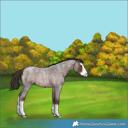 Horse Color:Liver Red Roan Splash Rabicano