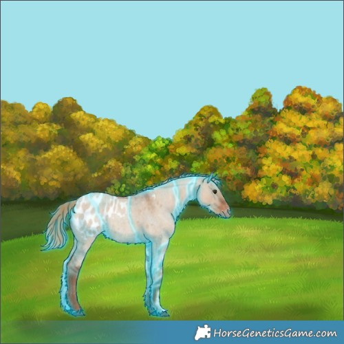 Horse Color:Thunderstruck Red Dun Roan Appaloosa Rabicano 