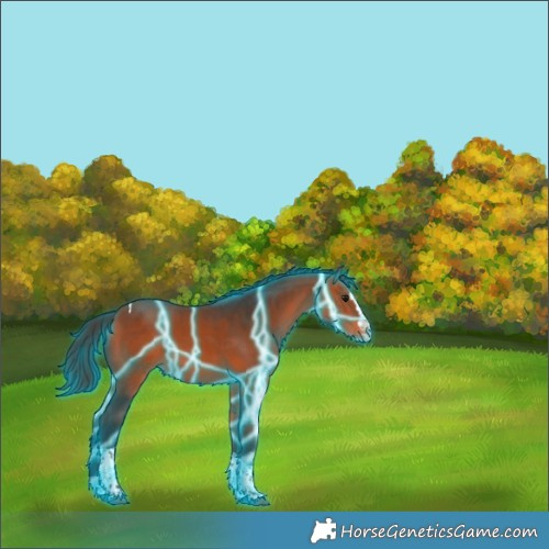 Horse Color:Thunderstruck Bay Splash Tobiano Rabicano 