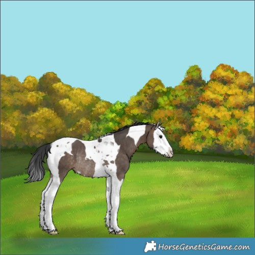 Horse Color:Brown Dun Splash Tobiano Rabicano 