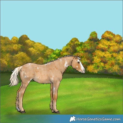 Horse Color:White Spotted Palomino Roan Splash Rabicano 