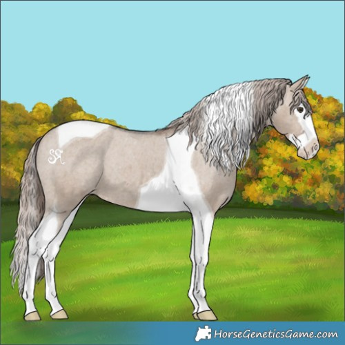 Horse Color:Liver Red Dun Splash Tobiano Appaloosa 