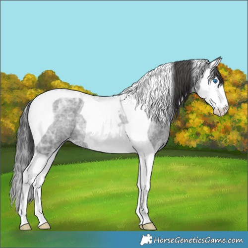 Horse Color:Blue Ice Roan Splash Tobiano Appaloosa Rabicano 