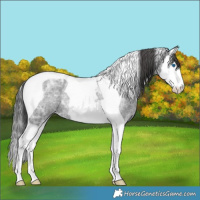 Horse Color:Blue Ice Roan Splash Tobiano Appaloosa Rabicano