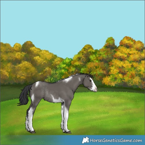 Horse Color:Grullo Splash Tobiano Rabicano 