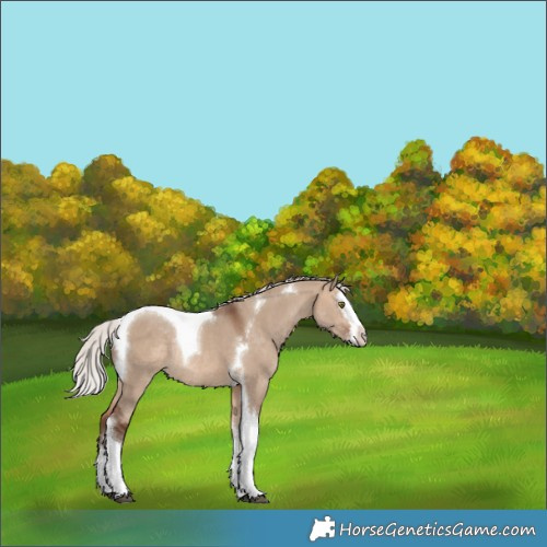 Horse Color:Silver Brown Dun Splash Tobiano Rabicano 