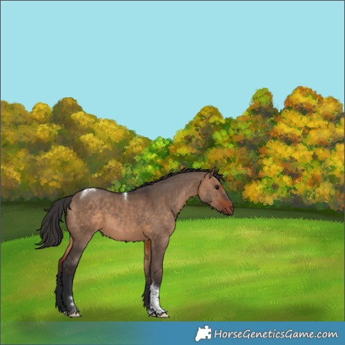 Horse Color:Bay Dun Tobiano Rabicano 