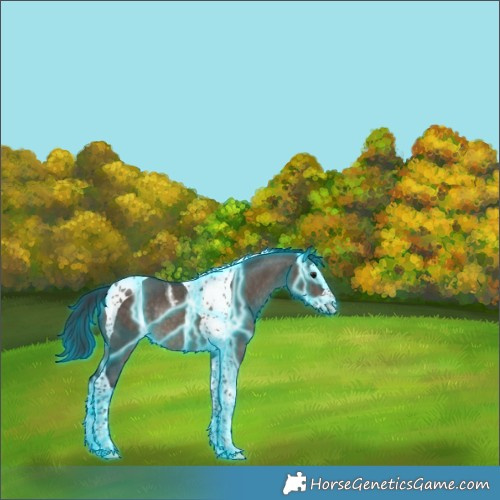 Horse Color:Thunderstruck Brown Dun Splash Tobiano Rabicano 