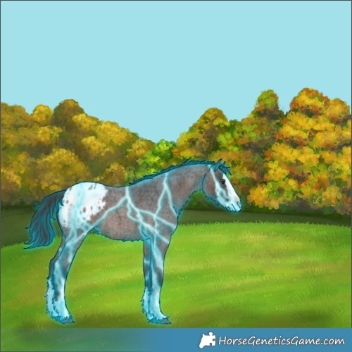 Horse Color:Thunderstruck Brown Roan Splash Appaloosa Rabicano 