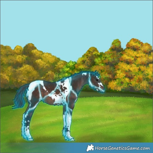 Horse Color:Thunderstruck Brown Splash Tobiano Rabicano 