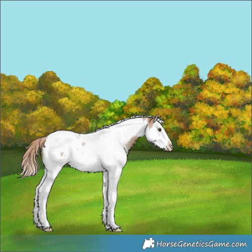 Horse Color:Red Dun Roan Splash Tobiano Blanket Rabicano 