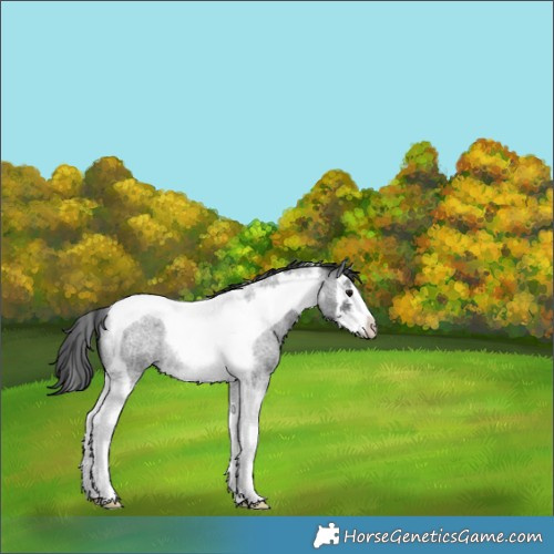Horse Color:Blue Roan Splash Tobiano Rabicano 