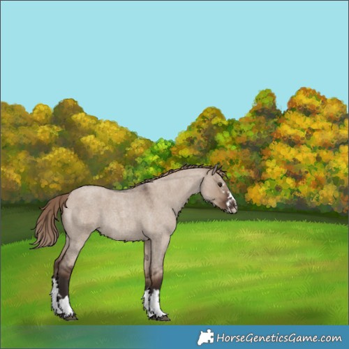 Horse Color:Liver Red Dun Roan Splash Rabicano 