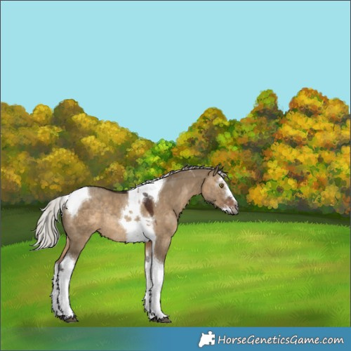 Horse Color:Gray Silver Brown Dun Splash Tobiano Rabicano 