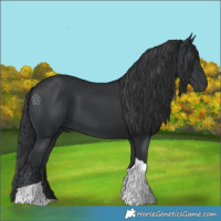 Horse Color:Black Tobiano Rabicano