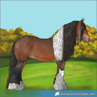 Horse Color:Bay Tobiano Rabicano 