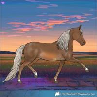 Horse Color:Chocolate Palomino 