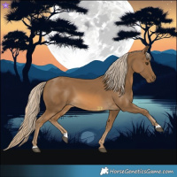 Horse Color:Chocolate Palomino 