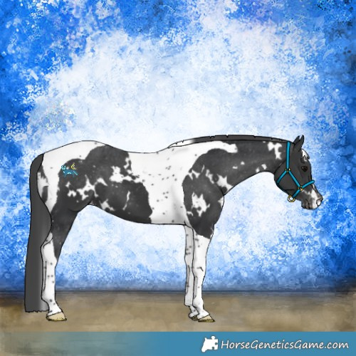 Horse Color:White Spotted Black Tobiano Varnish 