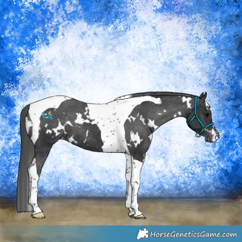 Horse Color:White Spotted Black Tobiano Appaloosa 