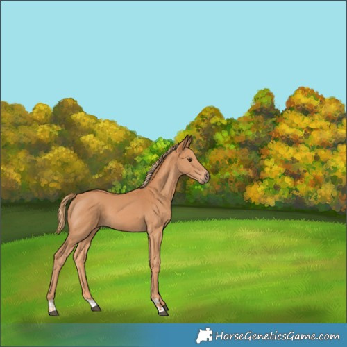 Horse Color:Chestnut  and Chestnut 