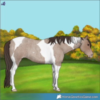 Horse Color:Classic Champagne Roan Tobiano 