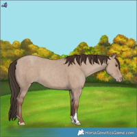 Horse Color:Classic Champagne Dun 