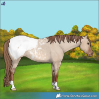 Horse Color:Red Dun Snowcap Rabicano 