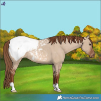 Horse Color:Red Dun Appaloosa Rabicano 