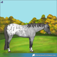 Horse Color:Blue Roan Blanket