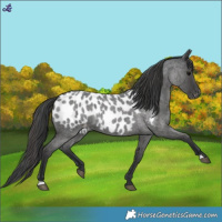 Horse Color:Blue Roan Near Leopard 