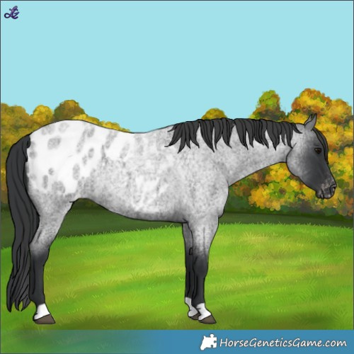 Horse Color:Blue Roan Appaloosa