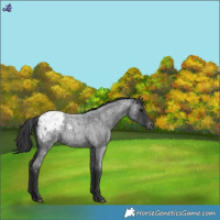 Horse Color:Blue Roan Blanket 