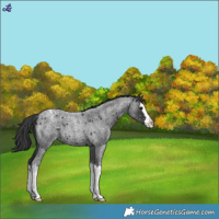Horse Color:Blue Roan Splash Snowflake Varnish